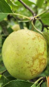 팜모닝 사과·병해충상담 게시글 이미지