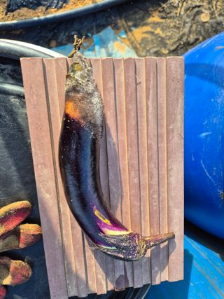 송종선님의 오이 · 병해충상담 작성글 사진