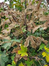 팜모닝 두릅·병해충상담 게시글 이미지