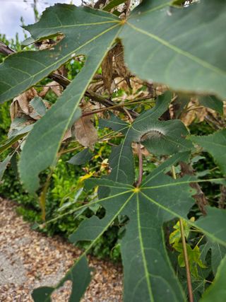 최기덕님의 두릅 · 병해충상담 작성글 사진