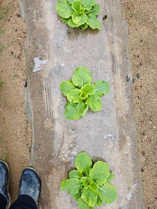 최인환님의 배추 · 병해충상담 작성글 사진