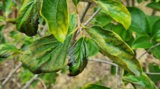 아침농원님의 감 · 병해충상담 작성글 사진