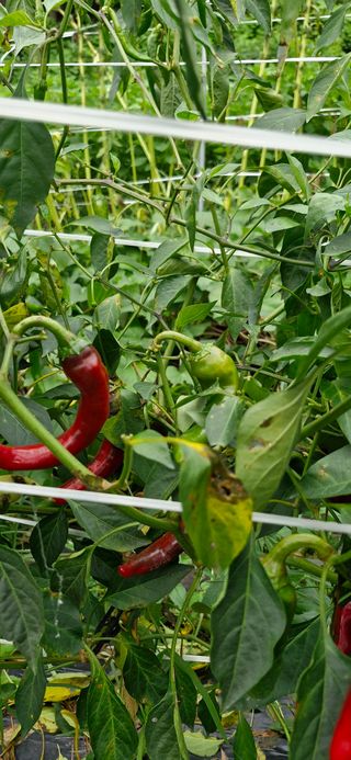 혀ㅇㄱㅜ님의 고추 · 병해충상담 작성글 사진