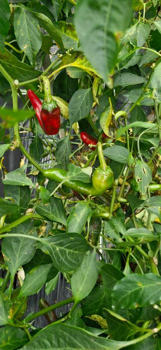 혀ㅇㄱㅜ님의 고추 · 병해충상담 작성글 사진