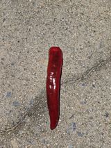 팜모닝 고추·병해충상담 게시글 이미지