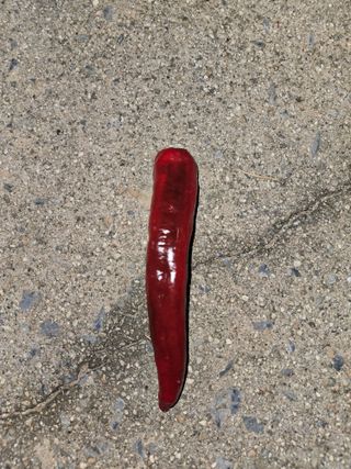 이철님의 고추 · 병해충상담 작성글 사진