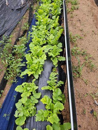 최인환님의 배추 · 병해충상담 작성글 사진