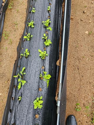 최인환님의 배추 · 병해충상담 작성글 사진