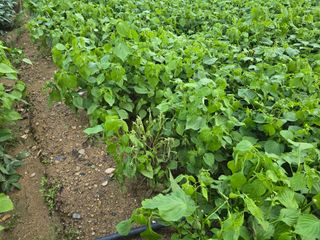 김진환님의 들깨 · 병해충상담 작성글 사진