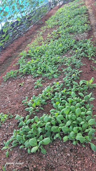 김경자님의 배추 · 병해충상담 작성글 사진