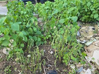 김진환님의 들깨 · 병해충상담 작성글 사진