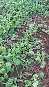 팜모닝 배추·병해충상담 게시글 이미지