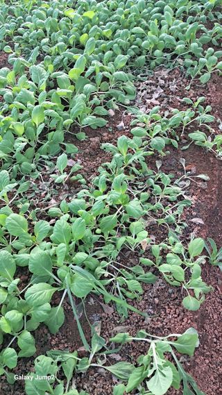 김경자님의 배추 · 병해충상담 작성글 사진