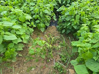 김진환님의 들깨 · 병해충상담 작성글 사진