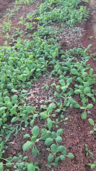 김경자님의 배추 · 병해충상담 작성글 사진