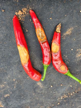 평택님의 고추 · 병해충상담 작성글 사진