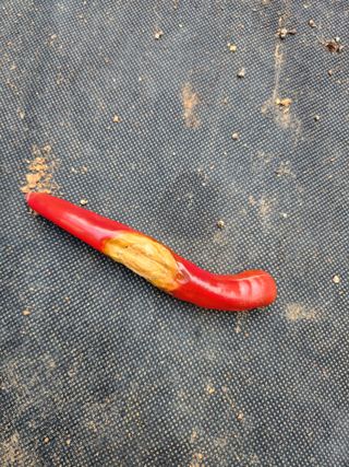 평택님의 고추 · 병해충상담 작성글 사진