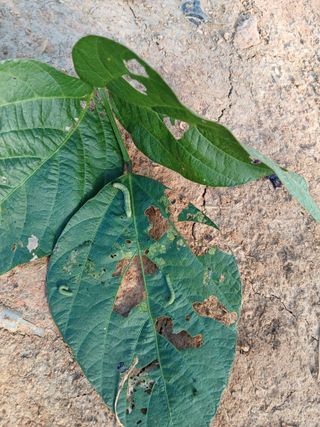 바위돌 심재성님의 들깨 · 병해충상담 작성글 사진