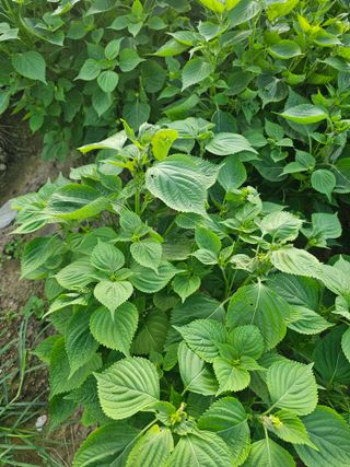 김병관님의 들깨 · 병해충상담 작성글 사진