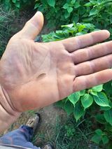 팜모닝 들깨·병해충상담 게시글 이미지