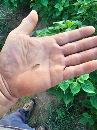 김병관님의 들깨 · 병해충상담 작성글 사진