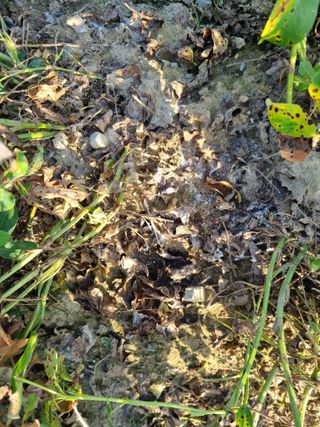 도시부부농부님의 기타작물 · 병해충상담 작성글 사진