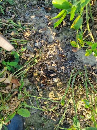 도시부부농부님의 기타작물 · 병해충상담 작성글 사진