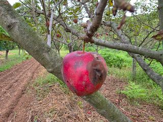 송담님의 사과 · 병해충상담 작성글 사진