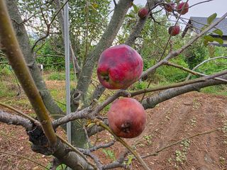 송담님의 사과 · 병해충상담 작성글 사진