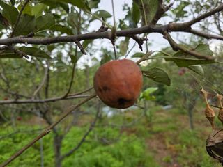 송담님의 사과 · 병해충상담 작성글 사진