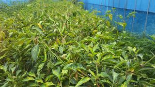 🙌이 낭규님의 고추 · 병해충상담 작성글 사진