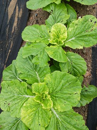 조정분(사랑이엄마)님의 배추 · 병해충상담 작성글 사진