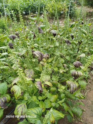 칠곡북삼인평님의 들깨 · 병해충상담 작성글 사진