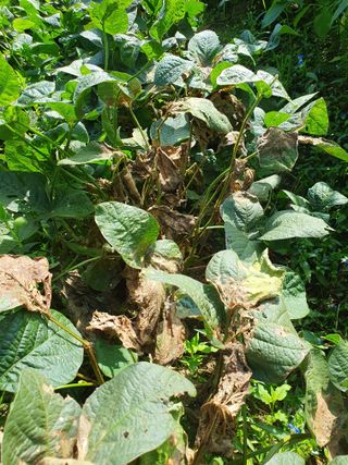 솔청님의 콩 · 병해충상담 작성글 사진