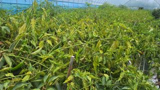 🙌이 낭규님의 고추 · 병해충상담 작성글 사진