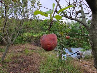 송담님의 사과 · 병해충상담 작성글 사진
