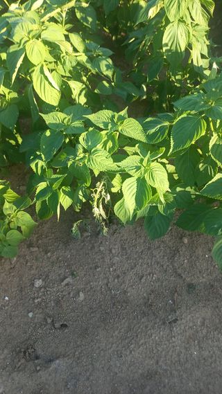 예산가자왕님의 들깨 · 병해충상담 작성글 사진