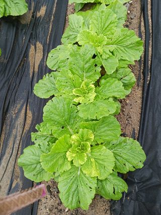 조정분(사랑이엄마)님의 배추 · 병해충상담 작성글 사진