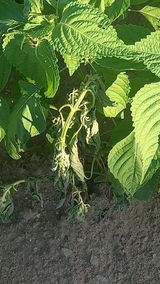 팜모닝 들깨·병해충상담 게시글 이미지