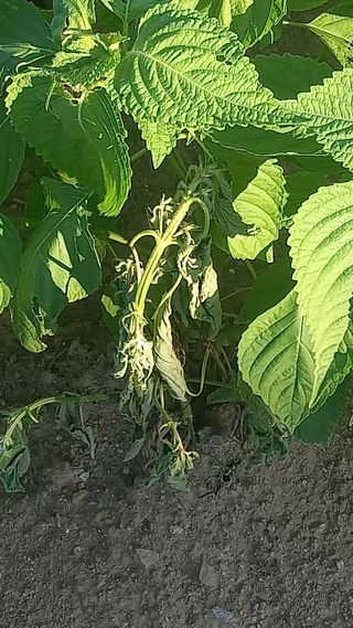 예산가자왕님의 들깨 · 병해충상담 작성글 사진