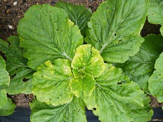 조정분(사랑이엄마)님의 배추 · 병해충상담 작성글 사진