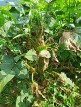 팜모닝 콩·병해충상담 게시글 이미지