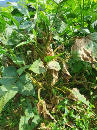 솔청님의 콩 · 병해충상담 작성글 사진