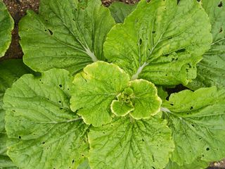 조정분(사랑이엄마)님의 배추 · 병해충상담 작성글 사진