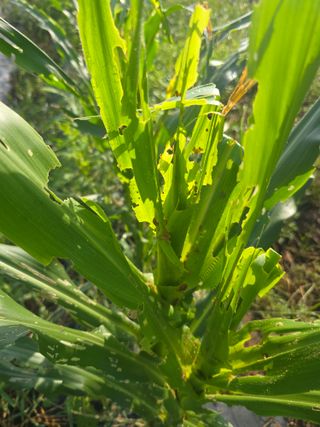 박정원님의 옥수수 · 병해충상담 작성글 사진