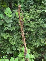 득규님의 두릅·병해충상담 작성글 사진