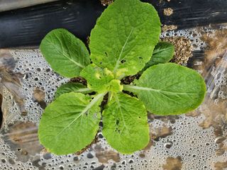 꿀복이농장님의 배추 · 병해충상담 작성글 사진