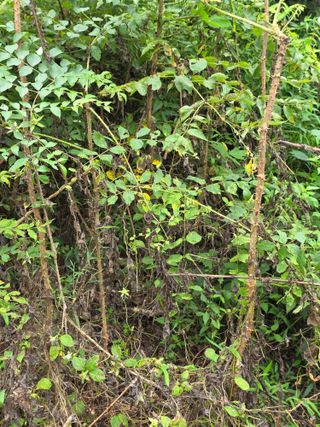 득규님의 두릅·병해충상담 작성글 사진