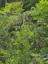 득규님의 두릅·병해충상담 작성글 사진