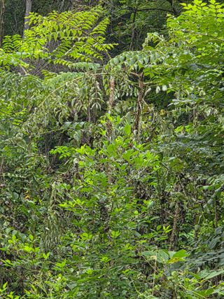 득규님의 두릅 · 병해충상담 작성글 사진